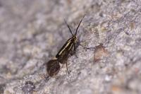 Esperia sulphurella