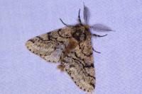 Lycia hirtaria