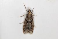 Eudonia angustea