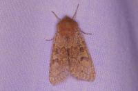 Orthosia miniosa