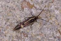 Esperia sulphurella