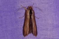Cucullia verbasci