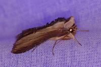 Cucullia verbasci