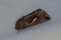 Macdunnoughia confusa