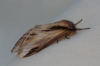 Pheosia tremula