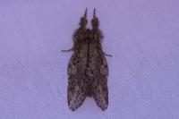 Peridea anceps