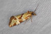 Aethes hartmanniana