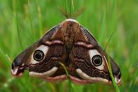 Saturnia pavonia