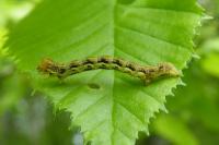 Erannis defoliaria