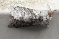 Calliteara pudibunda