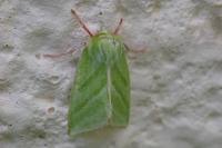 Pseudoips prasinanus