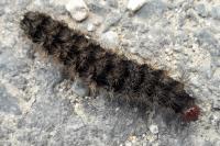Arctia villica