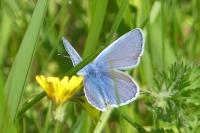 Polyommatus icarus