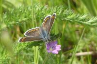 Aricia agestis