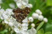 Araschnia levana