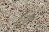 Ectropis crepuscularia