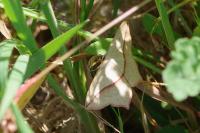 Timandra comae