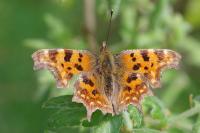 Polygonia c-album
