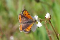 Lycaena phlaeas