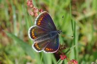 Aricia agestis