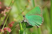 Callophrys rubi