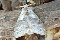 Calliteara pudibunda