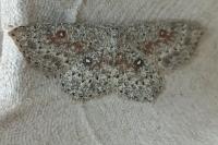 Cyclophora pendularia