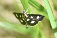 Anania funebris