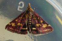 Pyrausta purpuralis