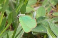 Callophrys rubi