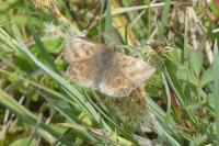 Erynnis tages