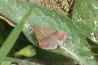 Phytometra viridaria