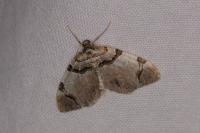 Anticlea derivata