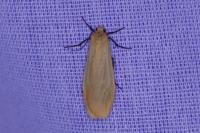 Wittia sororcula