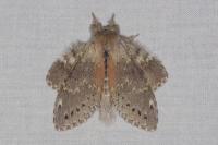 Stauropus fagi