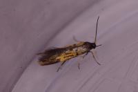 Schiffermuelleria schaefferella