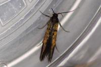 Schiffermuelleria schaefferella