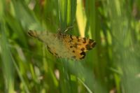 Pseudopanthera macularia