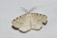 Stegania trimaculata