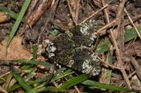 Craniophora ligustri