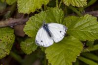 Pieris napi