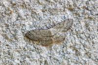 Idaea seriata
