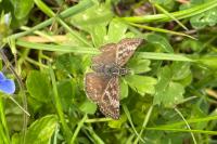 Erynnis tages