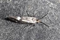Esperia sulphurella