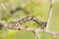 Apocheima hispidaria