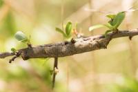 Allophyes oxyacanthae