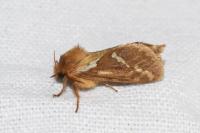 Korscheltellus lupulinus