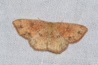 Cyclophora porata