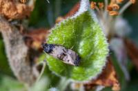 Cochylichroa atricapitana