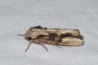 Egira conspicillaris